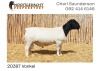 LOT 6 1X DORPER RAM NOOITGEDACHT DORPERS - T5 - 2