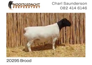 LOT 8 1X DORPER RAM NOOITGEDACHT DORPERS - STOET