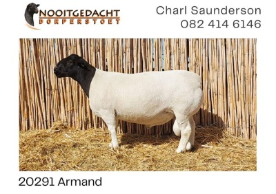 LOT 9 1X DORPER RAM NOOITGEDACHT DORPERS - KUDDE