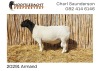 LOT 9 1X DORPER RAM NOOITGEDACHT DORPERS - KUDDE - 2