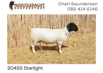 LOT 10 1X DORPER RAM NOOITGEDACHT DORPERS - STOET