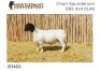 LOT 66 1X DORPER RAM NOOITGEDACHT DORPERS - STOET