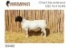 LOT 66 1X DORPER RAM NOOITGEDACHT DORPERS - STOET - 2
