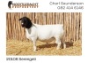 LOT 67 1X DORPER RAM NOOITGEDACHT DORPERS - KUDDE