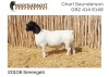 LOT 67 1X DORPER RAM NOOITGEDACHT DORPERS - KUDDE - 2