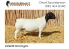 LOT 67 1X DORPER RAM NOOITGEDACHT DORPERS - KUDDE - 3