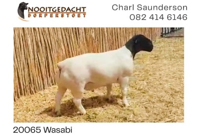 LOT 68 1X DORPER RAM NOOITGEDACHT DORPERS - STOET