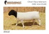 LOT 69 1X DORPER RAM NOOITGEDACHT DORPERS - KUDDE