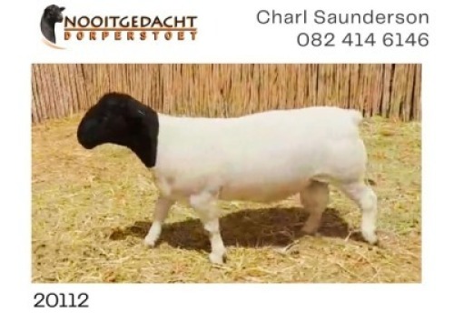 LOT 69 1X DORPER RAM NOOITGEDACHT DORPERS - KUDDE