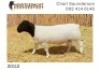 LOT 69 1X DORPER RAM NOOITGEDACHT DORPERS - KUDDE