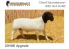 LOT 70 1X DORPER RAM NOOITGEDACHT DORPERS - KUDDE