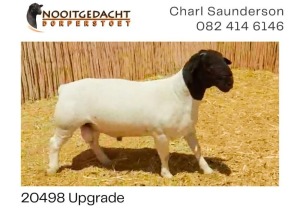 LOT 70 1X DORPER RAM NOOITGEDACHT DORPERS - KUDDE