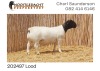 LOT 162 1X DORPER RAM NOOITGEDACHT DORPERS - KUDDE