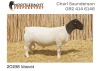 LOT 163 1X DORPER RAM NOOITGEDACHT DORPERS - KUDDE