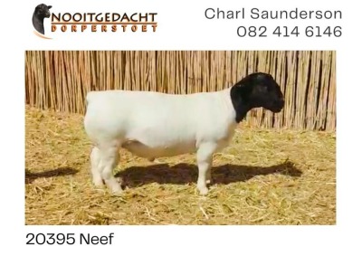 LOT 164 1X DORPER RAM NOOITGEDACHT DORPERS - STOET