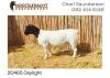 LOT 7 1X DORPER RAM NOOITGEDACHT DORPERS - T5