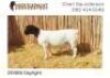 LOT 7 1X DORPER RAM NOOITGEDACHT DORPERS - T5