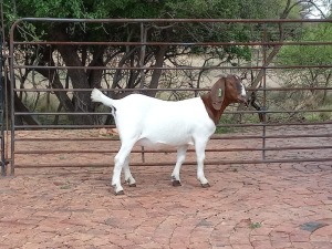 LOT 84 1X BOER GOAT OOI/EWE - KUDDE PILANESBERG BBS