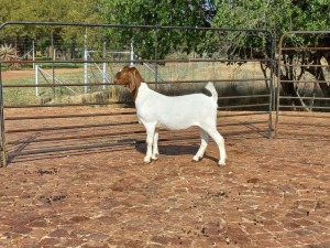 LOT 85 1X BOER GOAT OOI/EWE - FLOCK PILANESBERG BBS