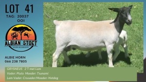 LOT 41 1+1X DORPER OOI/EWE WITH LAMB ALBIAN DORPERSTOET -T5