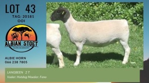 LOT 43 1X DORPER OOI/EWE ALBIAN DORPERSTOET - STUD