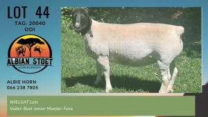 LOT 44 1X DORPER OOI/EWE ALBIAN DORPERSTOET - STUD