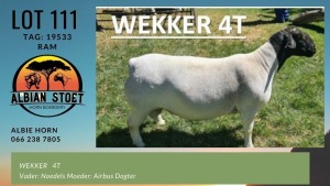 LOT 111 1X DORPER RAM ALBIAN DORPERSTOET - T5