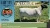 LOT 111 1X DORPER RAM ALBIAN DORPERSTOET - T5