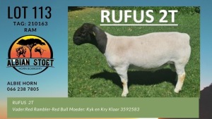 LOT 113 1X DORPER RAM ALBIAN DORPERSTOET - FLOCK