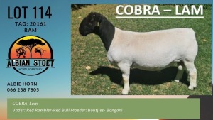 LOT 114 1X DORPER RAM ALBIAN DORPERSTOET - FLOCK