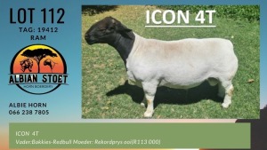 LOT 112 1X DORPER RAM ALBIAN DORPERSTOET - T5