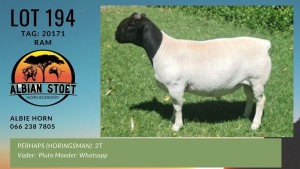 LOT 194 1X DORPER RAM ALBIAN DORPERSTOET - STUD