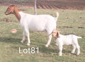 LOT 81 1+1X BOER GOAT OOI/EWE - STOET MARIAAN DU TOIT BBS