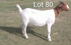 LOT 80 1X BOER GOAT OOI/EWE - FLOCK MARIAAN DU TOIT BBS