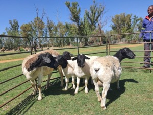 LOT 25 2+3X DORPER OOI/EWE WILMEG (per piece to take the lot)