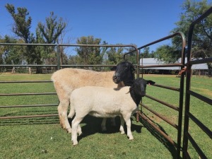 LOT 27 1+1X DORPER OOI/EWE WILMEG