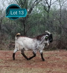 LOT 13 1X CAPE SKILDER IVG RAM JOSE ROCHA - J&J SPECKLED GOATS