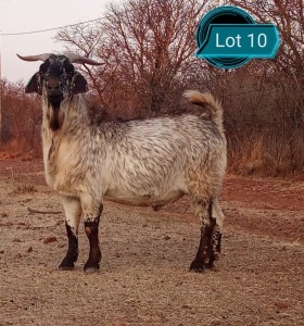 LOT 10 1X CAPE SKILDER IVG RAM JOSE ROCHA - J&J SPECKLED GOATS