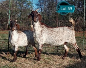 LOT 59 1+1X CAPE SKILDER IVG OOI/EWE JOSE ROCHA - J&J SPECKLED GOATS