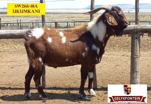 LOT 14 1X CAPE LOB EAR IVG RAM GELYKFONTEIN STUD - SCHALK & MARENE VD WALT