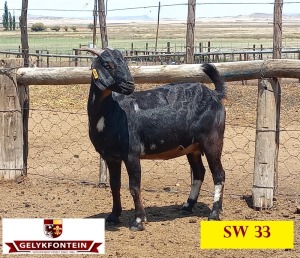 LOT 46 1X CAPE LOB EAR IVG OOI/EWE GELYKFONTEIN STUD - SCHALK & MARENE VD WALT