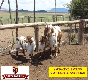 LOT 47 1+2X CAPE LOB EAR IVG OOI/EWE GELYKFONTEIN STUD - SCHALK & MARENE VD WALT