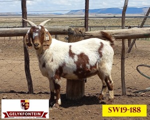 LOT 48 1X CAPE LOB EAR IVG OOI/EWE GELYKFONTEIN STUD - SCHALK & MARENE VD WALT