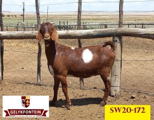 LOT 51 1X CAPE LOB EAR IVG OOI/EWE GELYKFONTEIN STUD - SCHALK & MARENE VD WALT