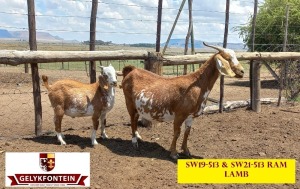 LOT 52 1+1X CAPE LOB EAR IVG OOI/EWE GELYKFONTEIN STUD - SCHALK & MARENE VD WALT