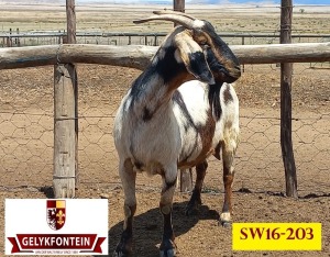 LOT 53 1X CAPE LOB EAR IVG OOI/EWE GELYKFONTEIN STUD - SCHALK & MARENE VD WALT