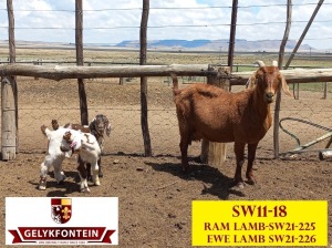 LOT 55 1+2X CAPE LOB EAR IVG OOI/EWE GELYKFONTEIN STUD - SCHALK & MARENE VD WALT