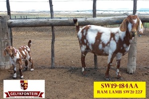 LOT 56 1+1X CAPE LOB EAR IVG OOI/EWE GELYKFONTEIN STUD - SCHALK & MARENE VD WALT