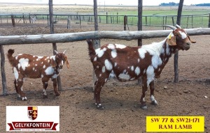 LOT 57 1+1X CAPE LOB EAR IVG OOI/EWE GELYKFONTEIN STUD - SCHALK & MARENE VD WALT