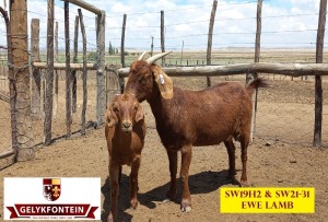 LOT 54 1+1X CAPE LOB EAR IVG OOI/EWE GELYKFONTEIN STUD - SCHALK & MARENE VD WALT